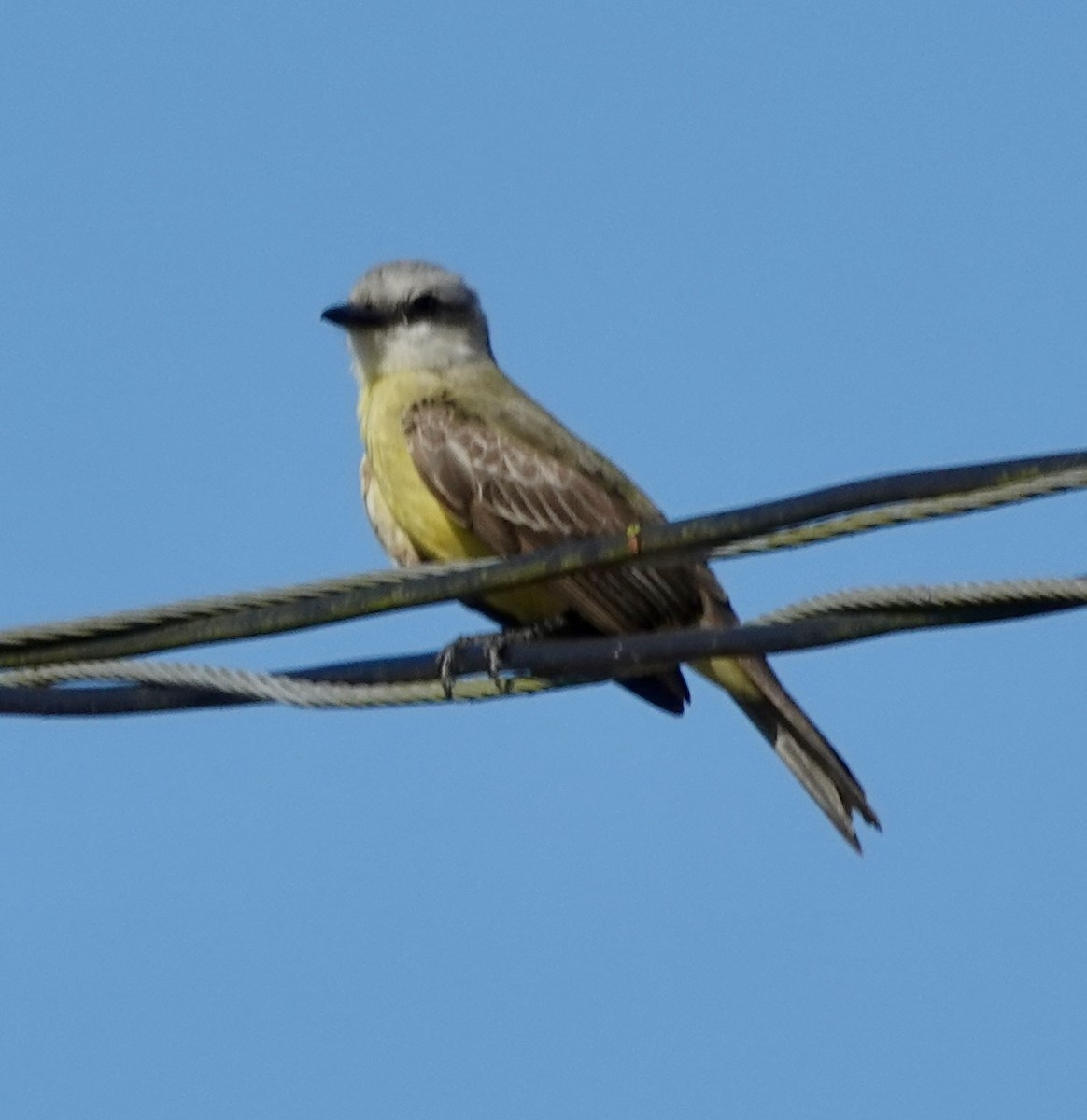 White-throated Kingbird - ML637439920