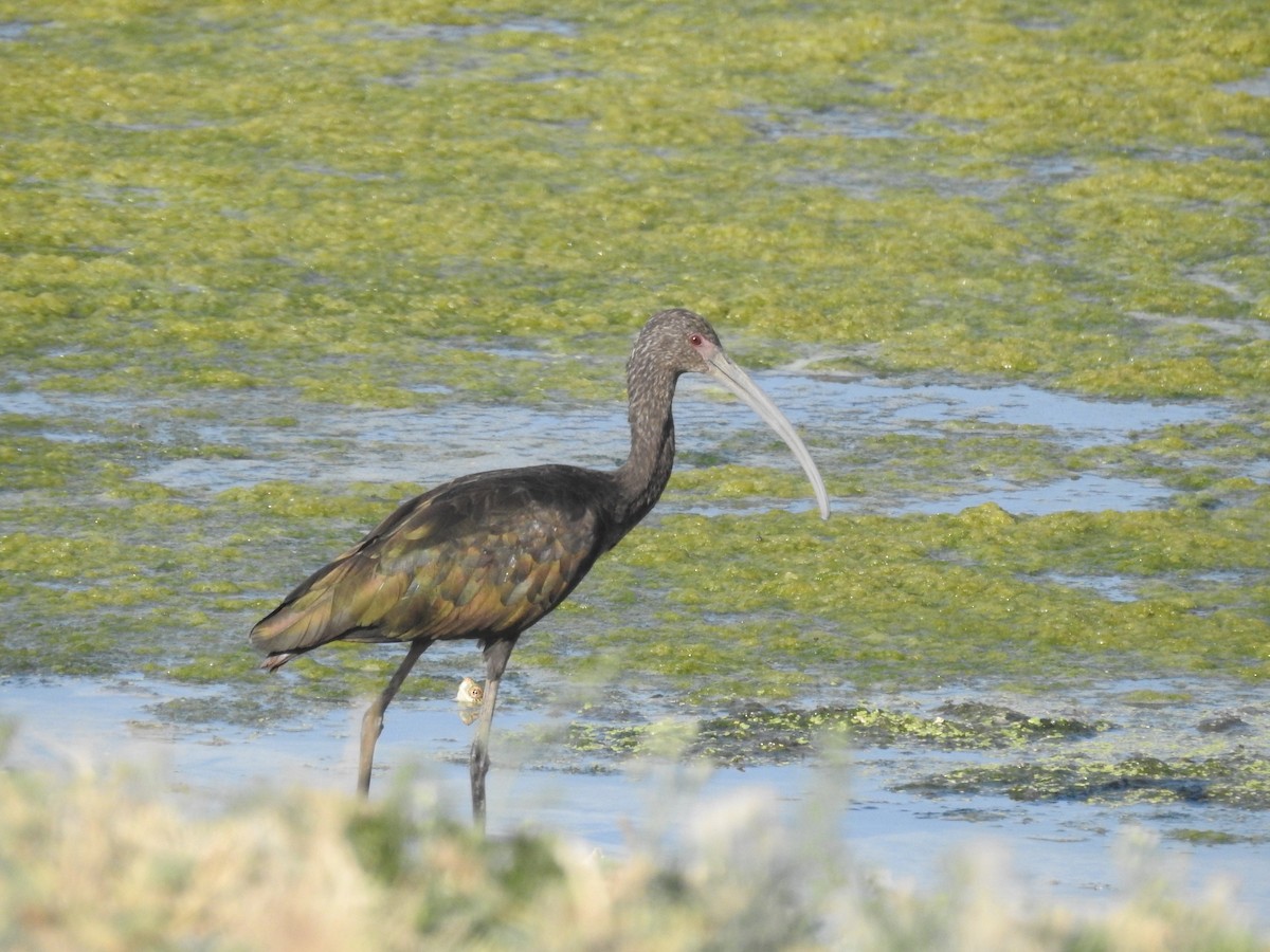 White-faced Ibis - ML637439962