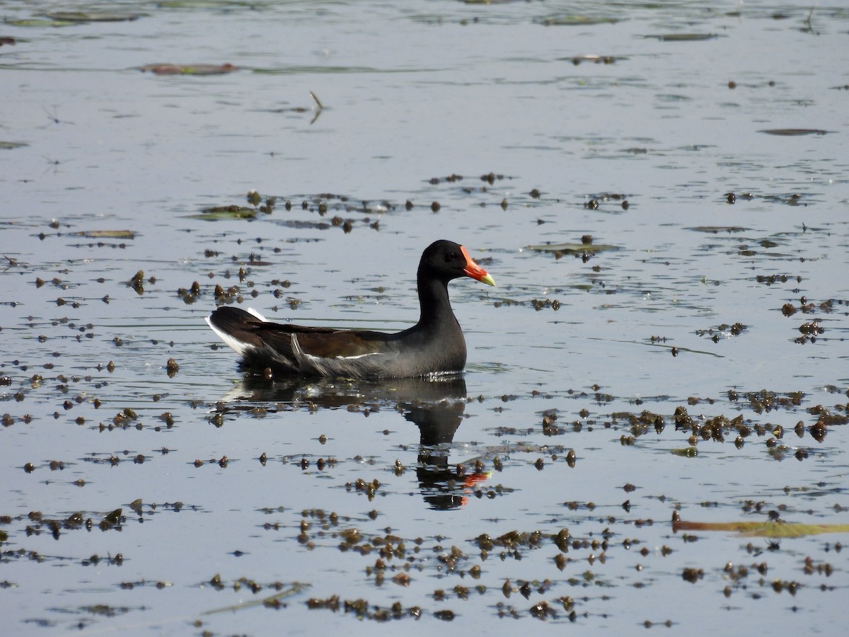 Common Gallinule - ML637440034