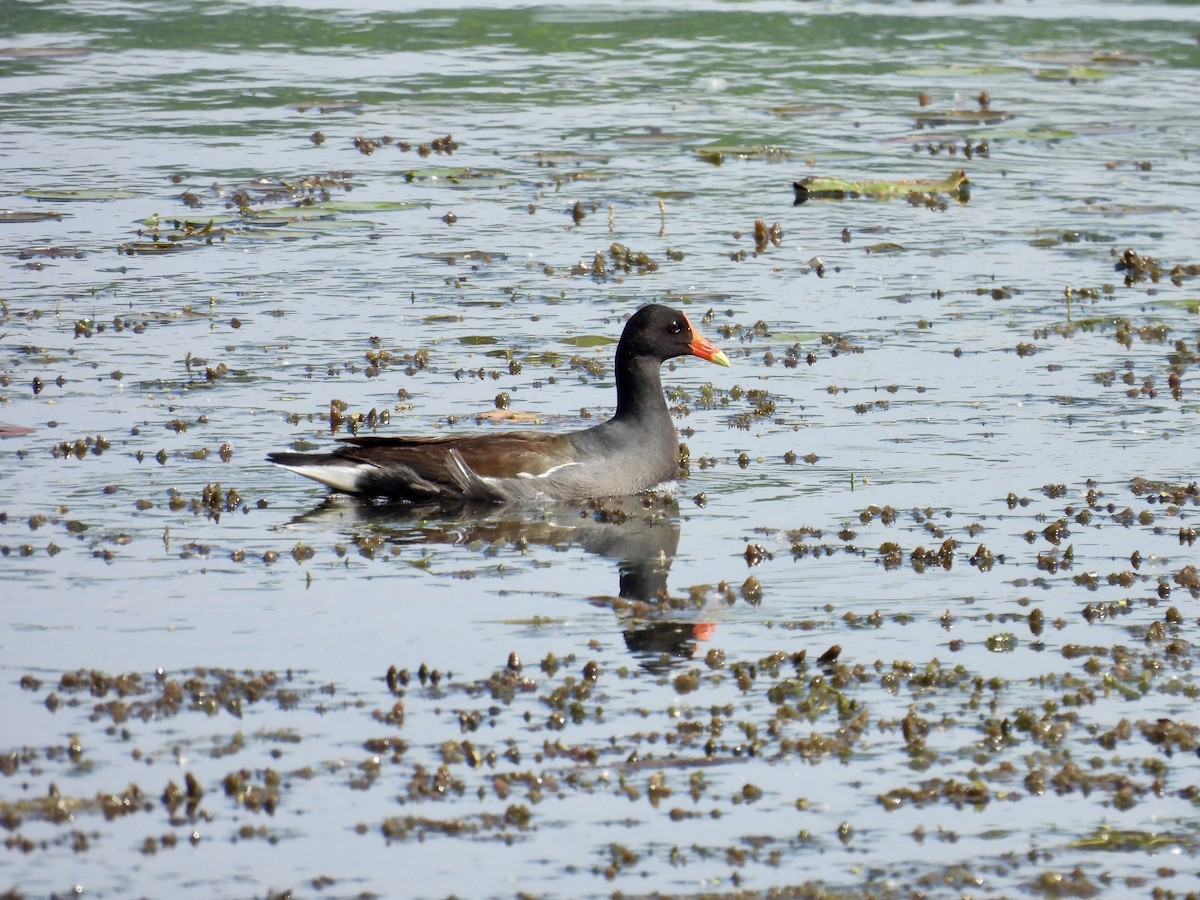 Common Gallinule - ML637440038