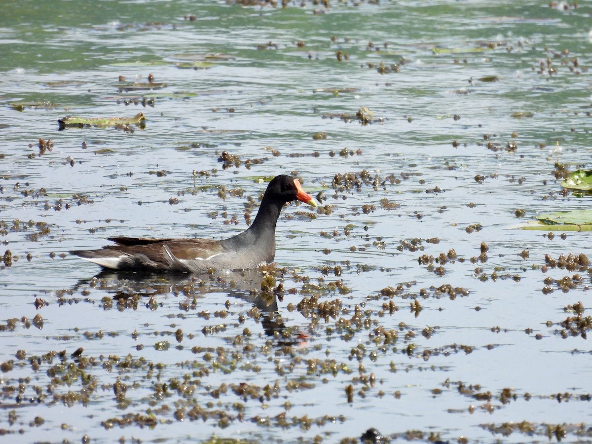 Common Gallinule - ML637440042