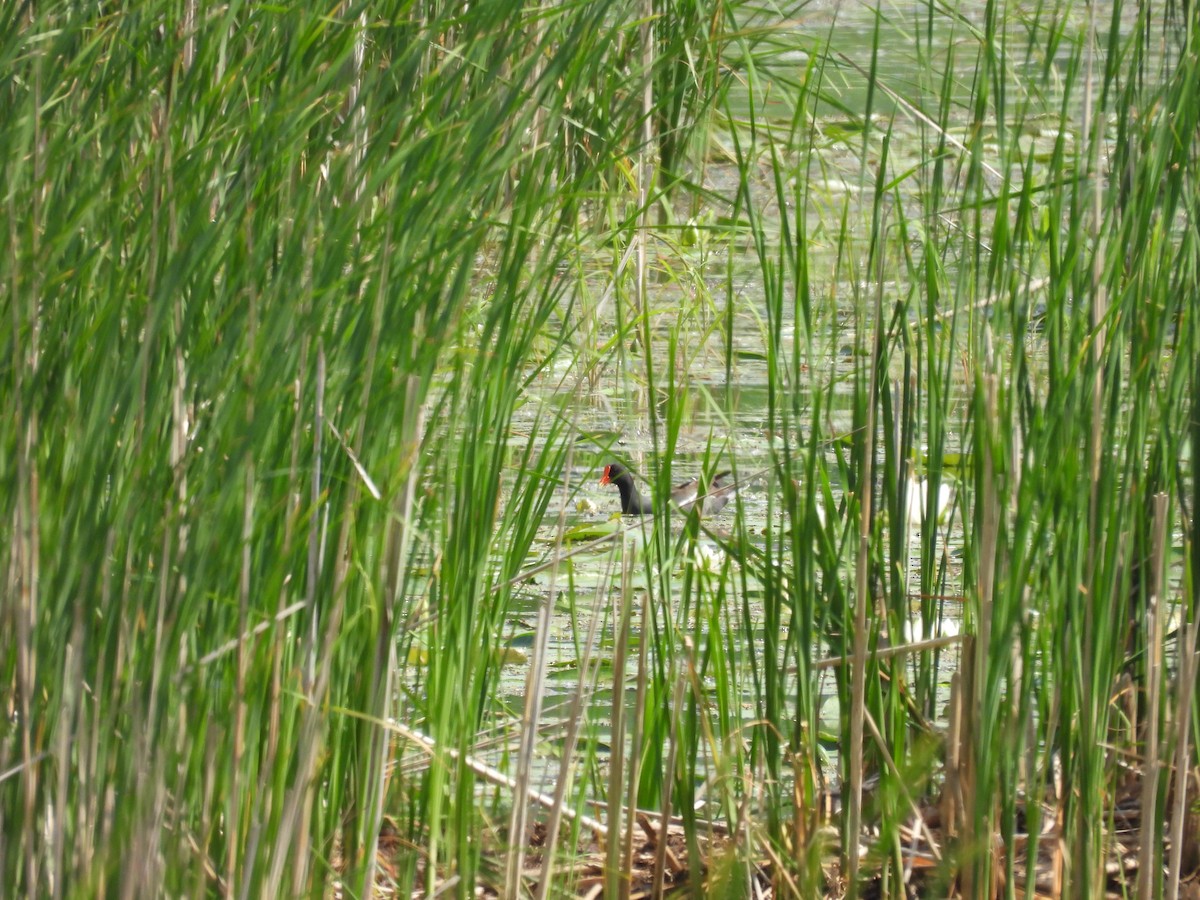Common Gallinule - ML637440054