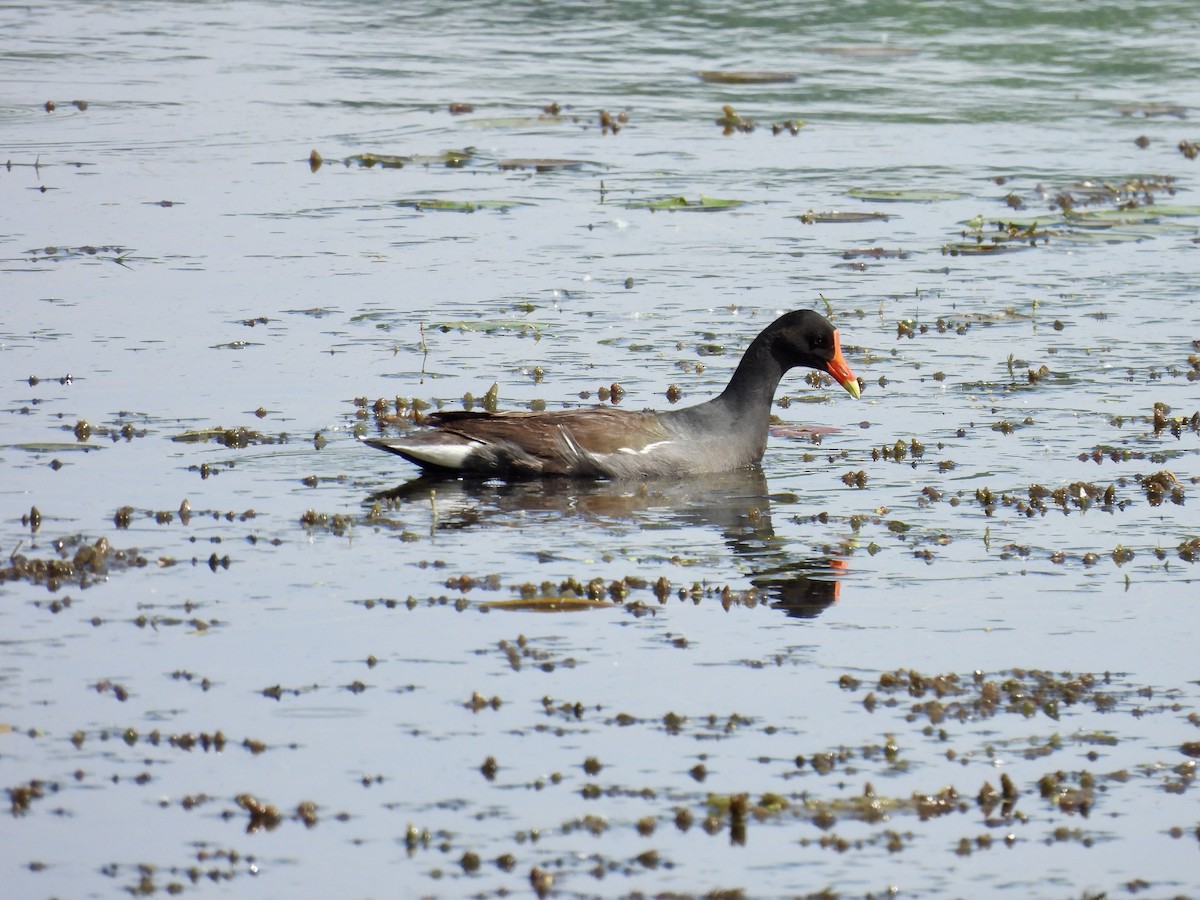 Common Gallinule - ML637440083