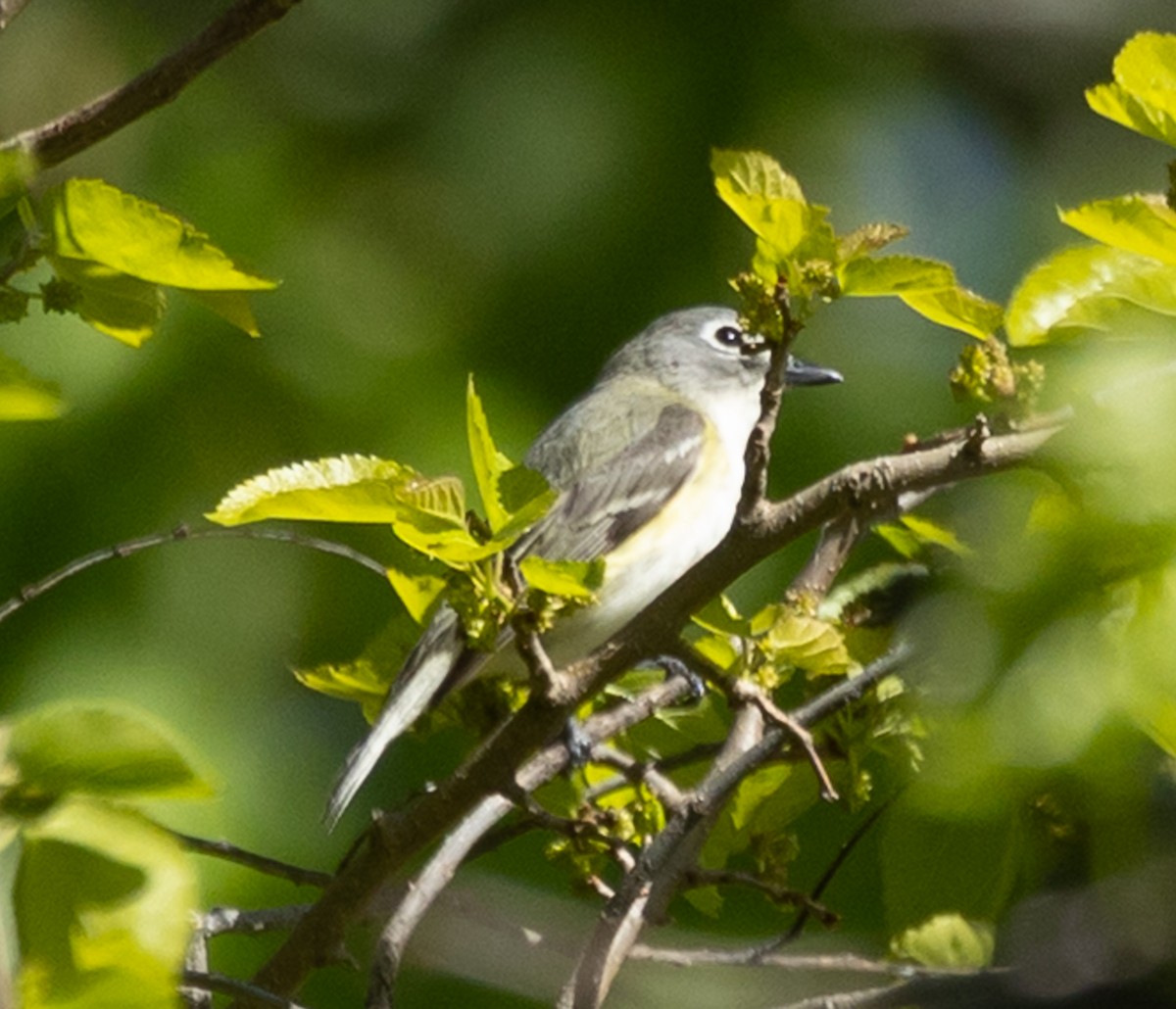Blue-headed Vireo - ML637440109