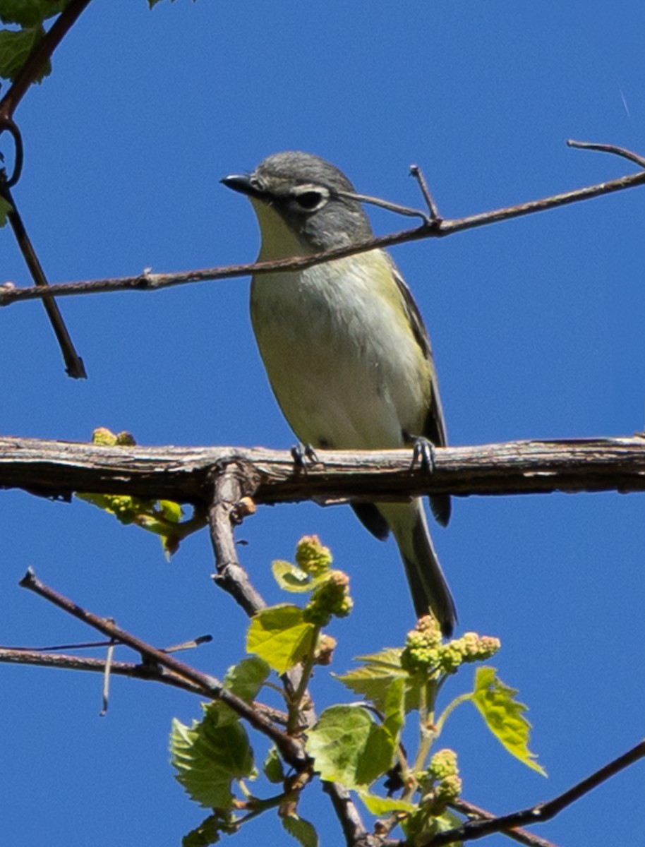 Blue-headed Vireo - ML637440110