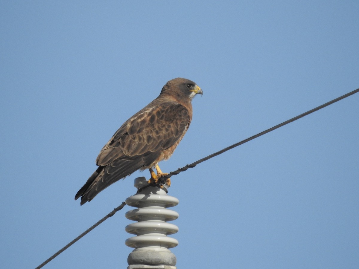 Swainson's Hawk - ML637440148