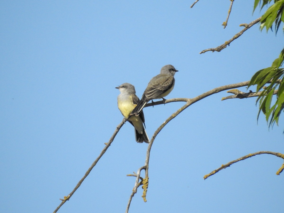 Western Kingbird - ML637440168