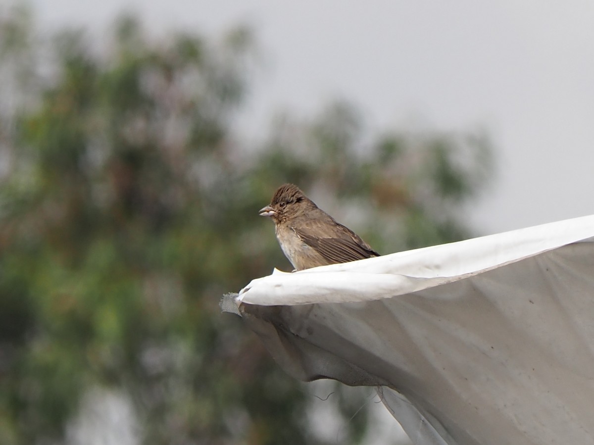 Canyon Towhee - ML637440209