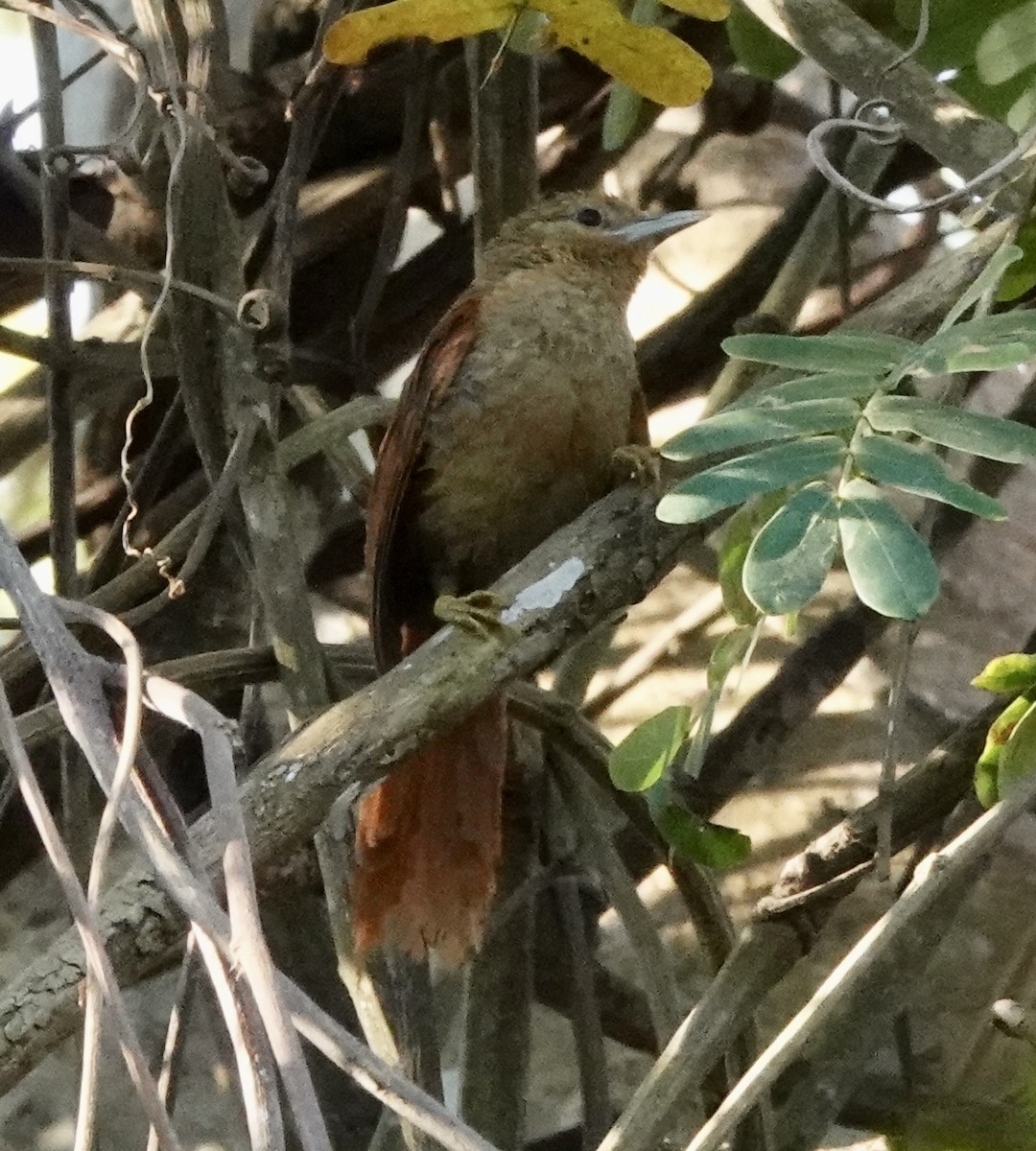 Plain Softtail (obidensis) - ML637440242