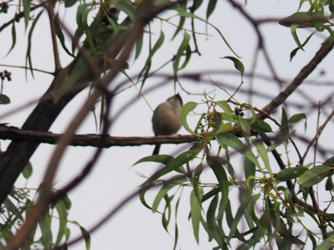 Bushtit - ML637440251