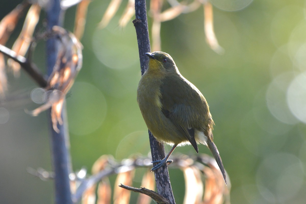 New Zealand Bellbird - ML637440253