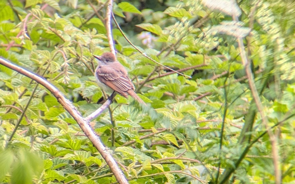Ash-throated Flycatcher - ML637440299