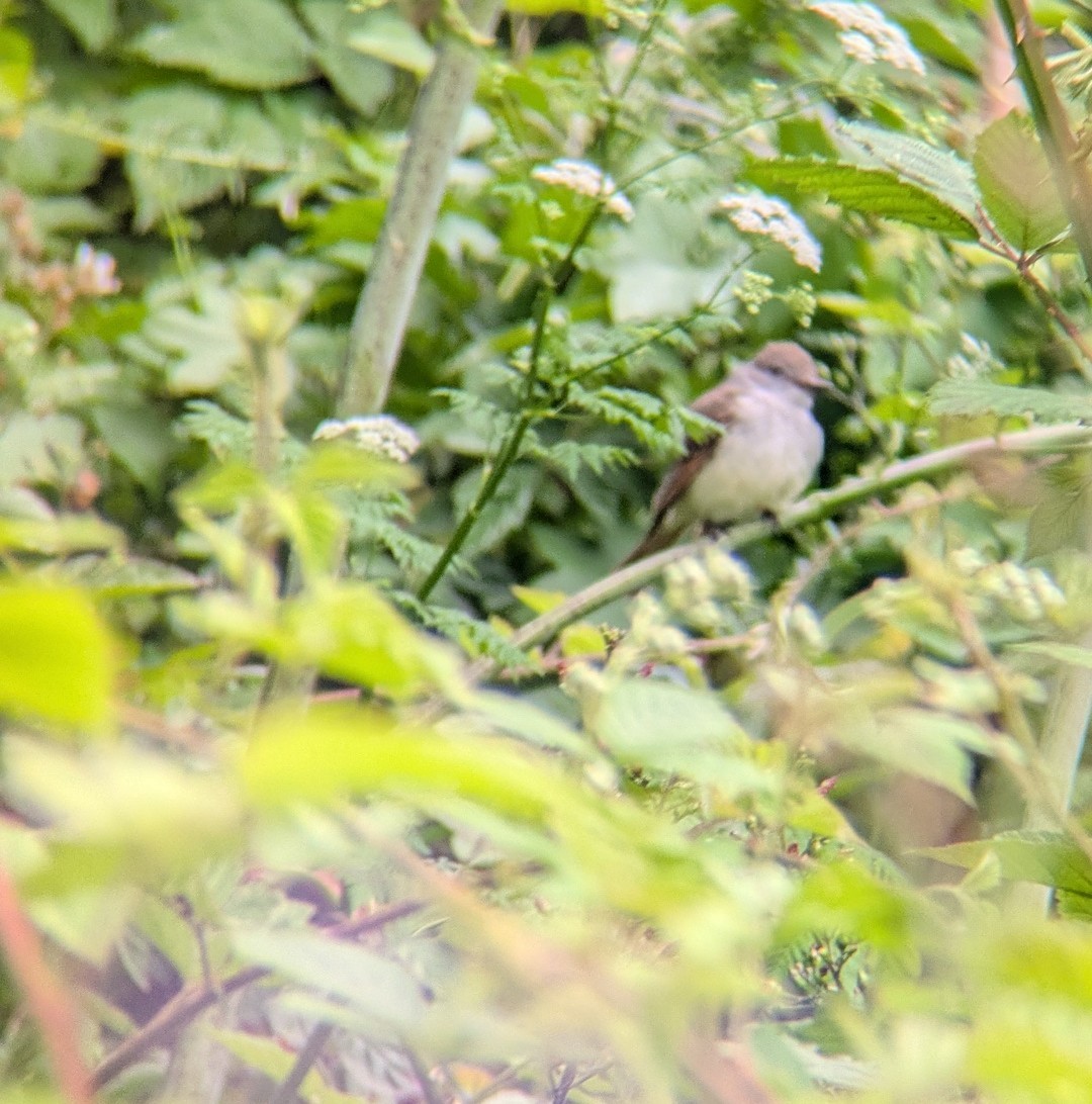 Ash-throated Flycatcher - ML637440300