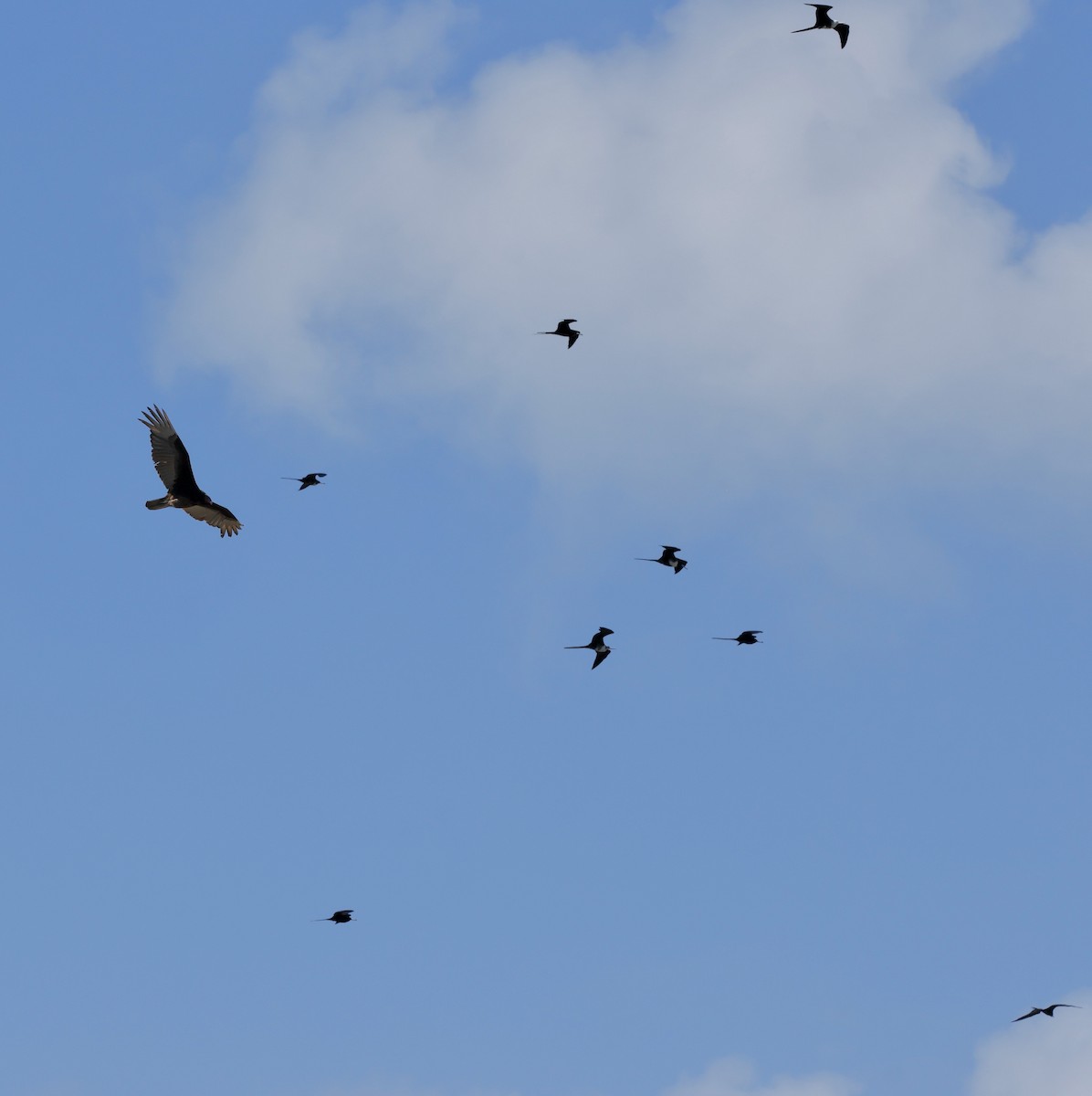 Turkey Vulture - ML637440348