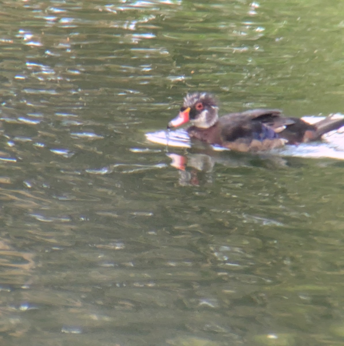Wood Duck - ML637440361
