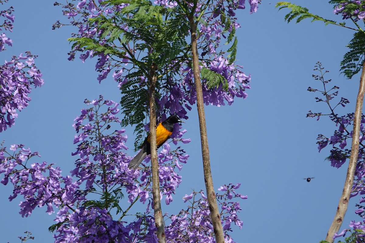 Black-vented Oriole - ML637440368