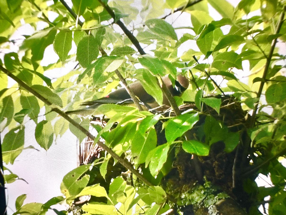 Cedar Waxwing - ML637440383