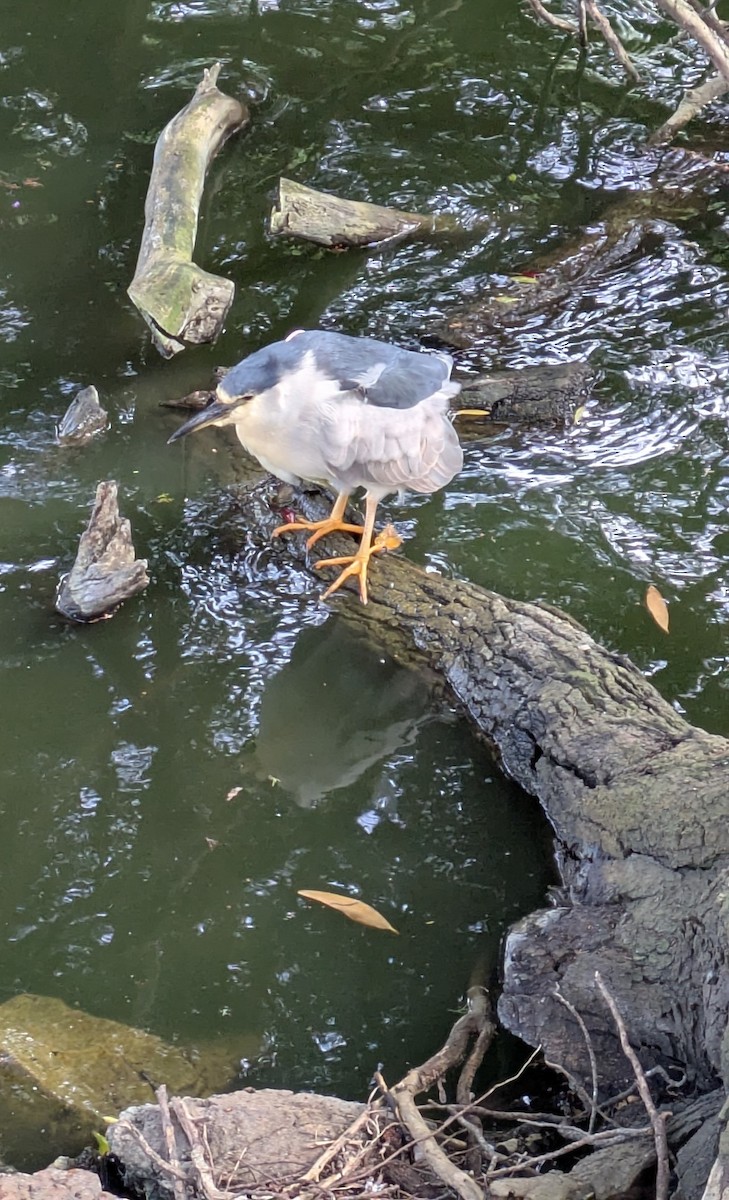 Black-crowned Night Heron - ML637440423