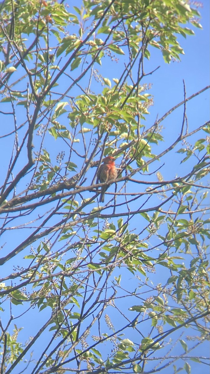 House Finch - ML637440446