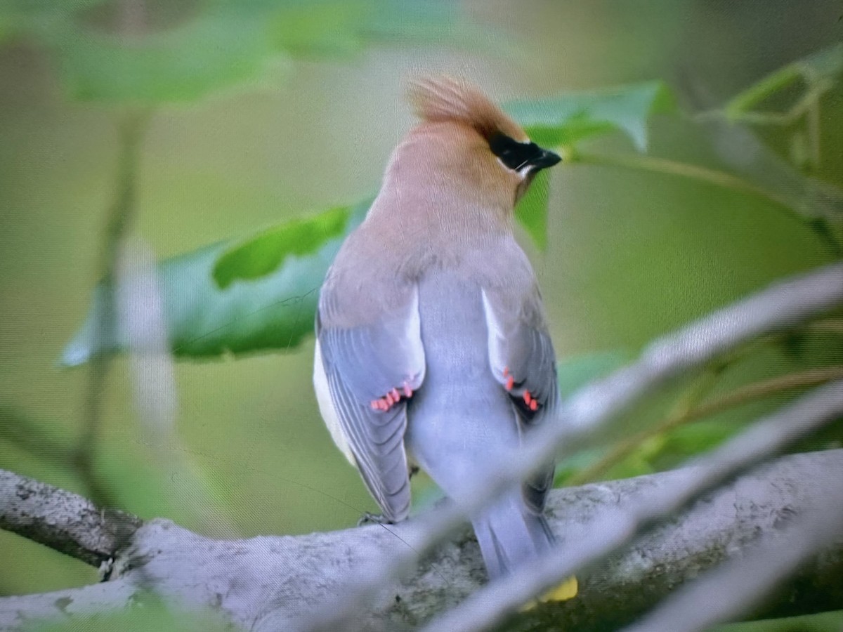 Cedar Waxwing - ML637440449