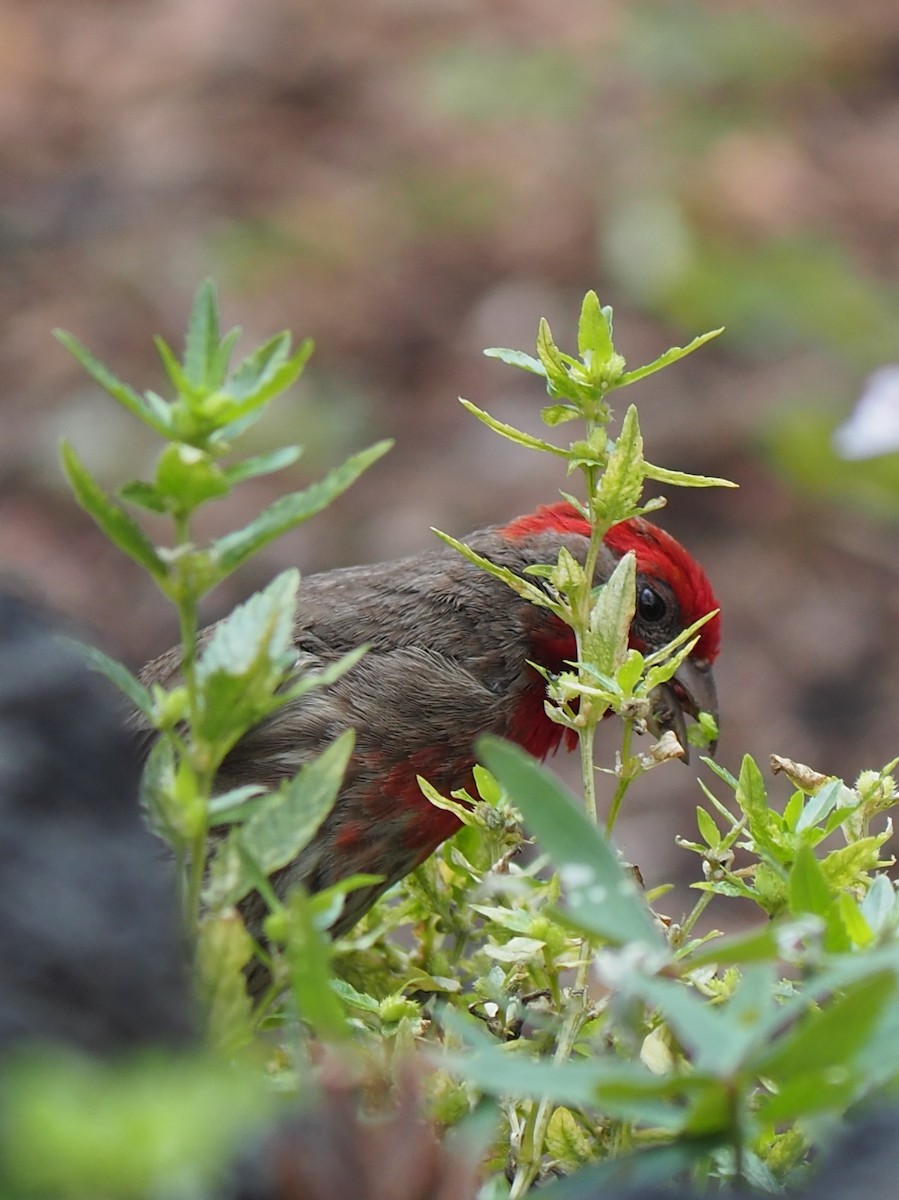 House Finch - ML637440463
