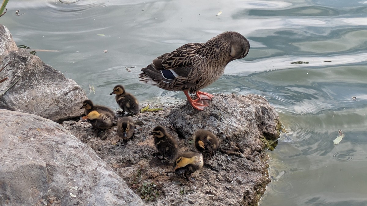 Mallard - ML637440491