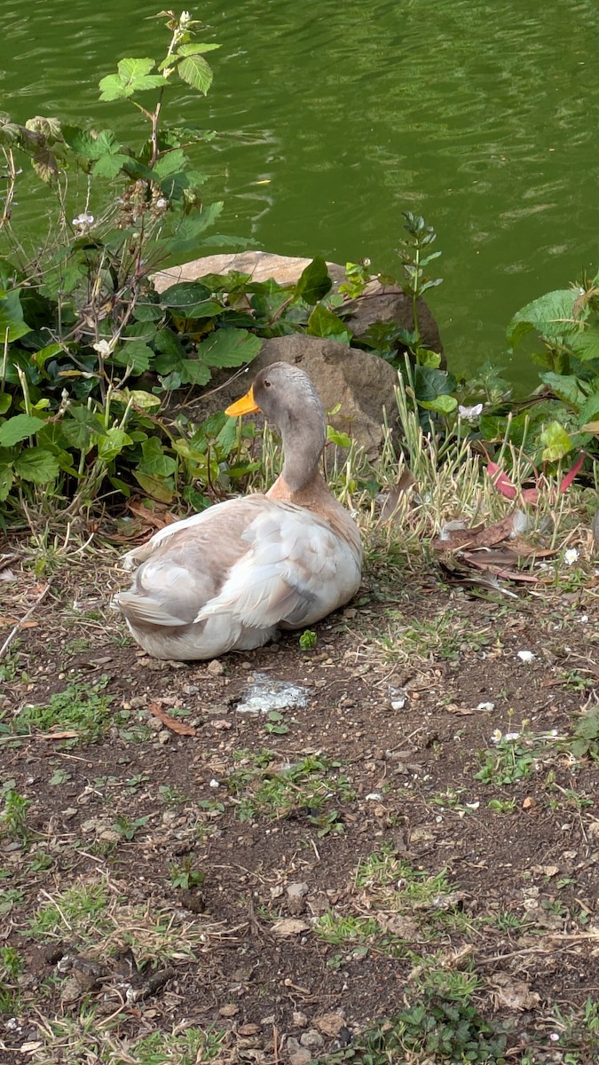 Mallard (Domestic type) - ML637440495