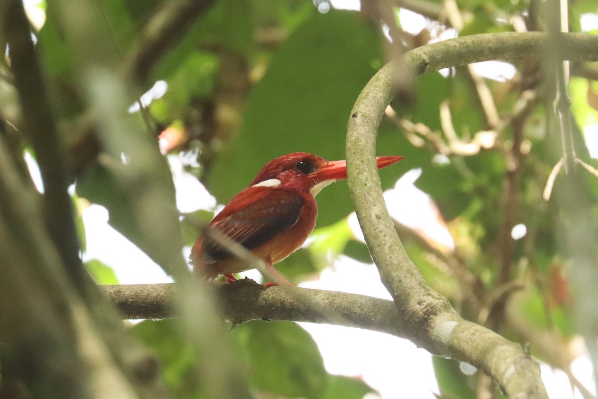 Philippine Dwarf-Kingfisher (Mindanao) - ML637440517