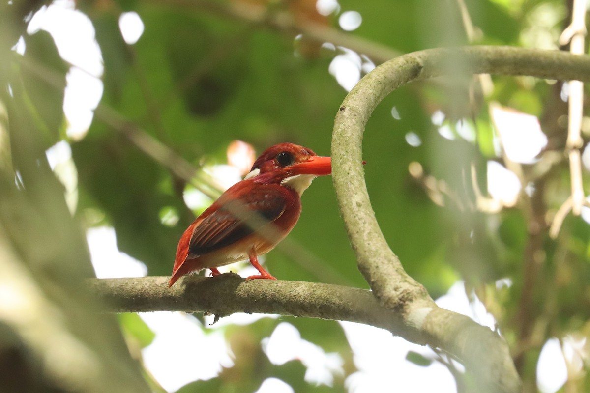Philippine Dwarf-Kingfisher (Mindanao) - ML637440518