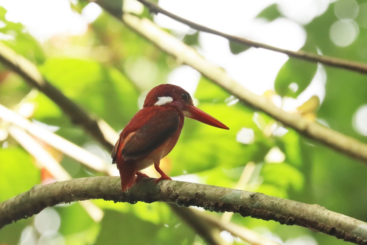 Philippine Dwarf-Kingfisher (Mindanao) - ML637440519