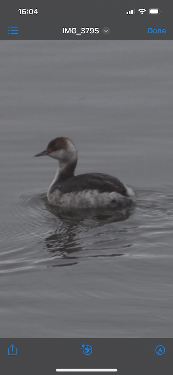 Horned Grebe - ML637440680