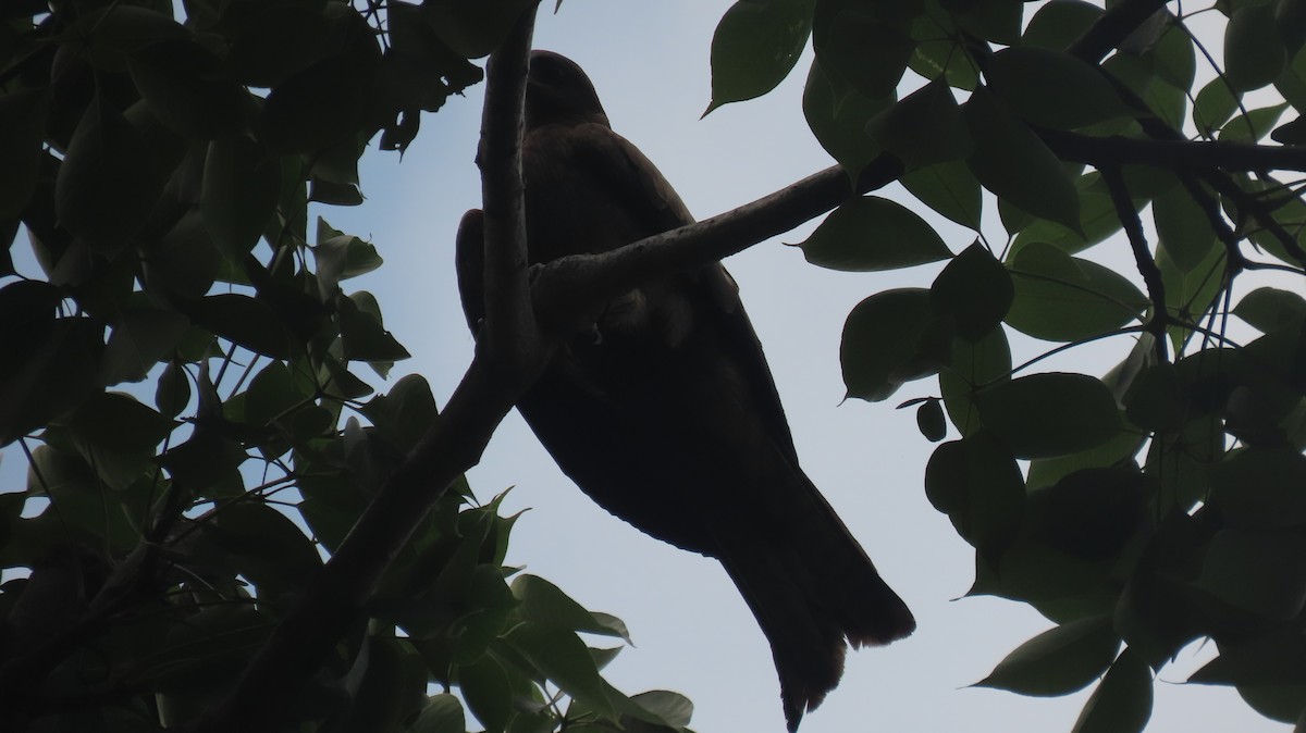 Black Kite - ML637440690
