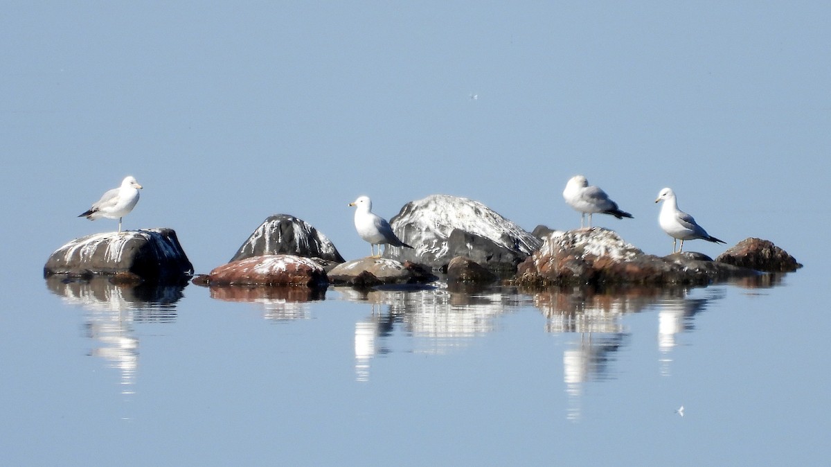 Ring-billed Gull - ML637440742