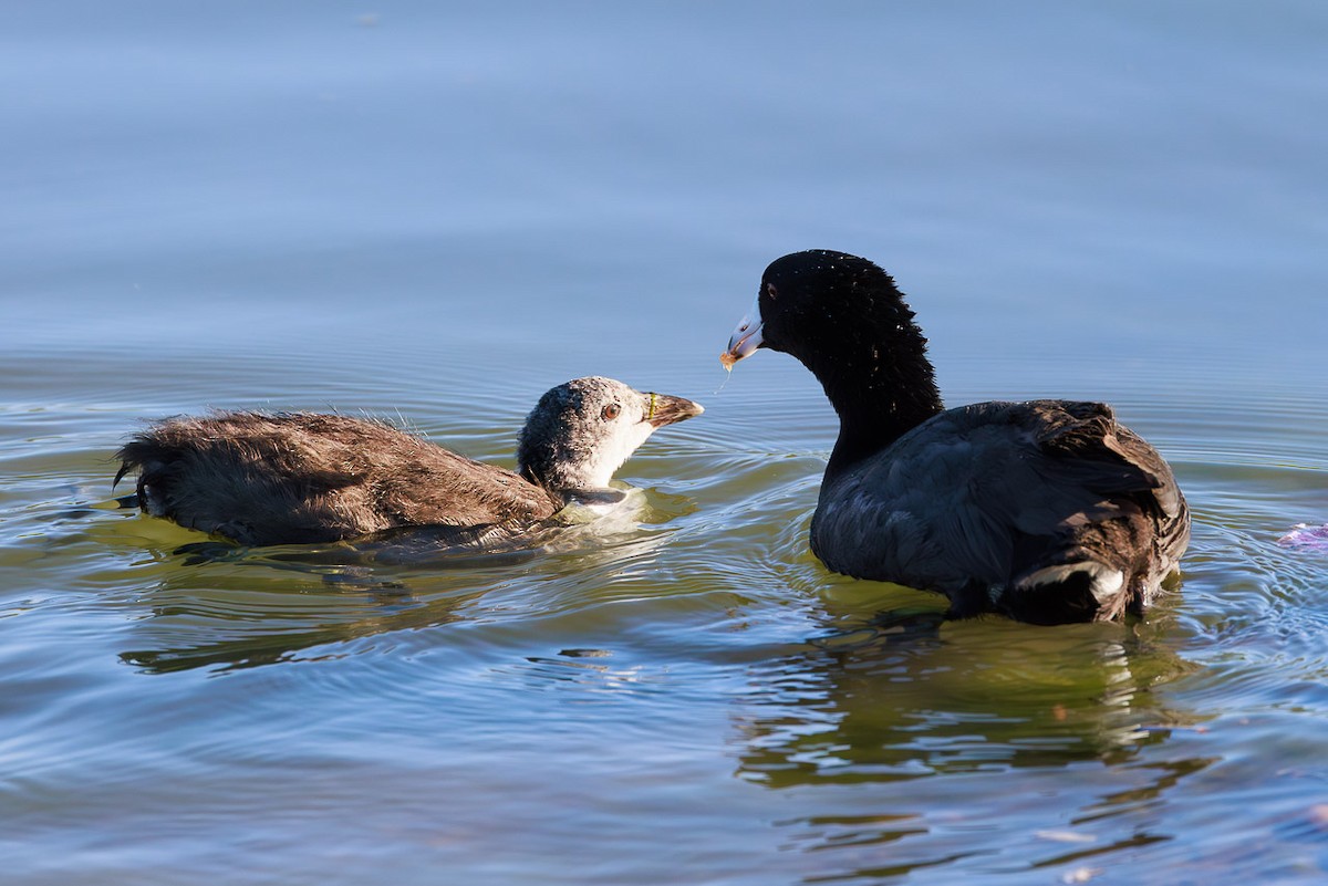 American Coot - ML637440789