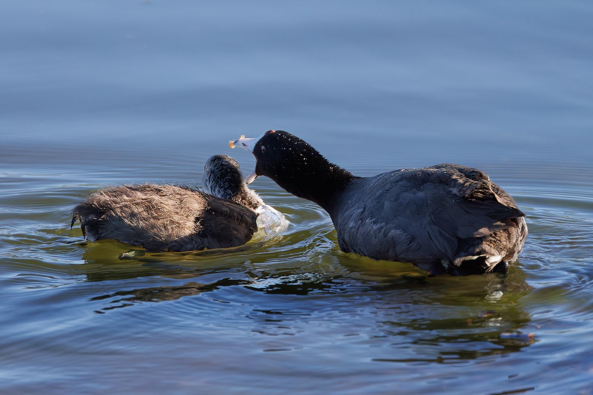 American Coot - ML637440790