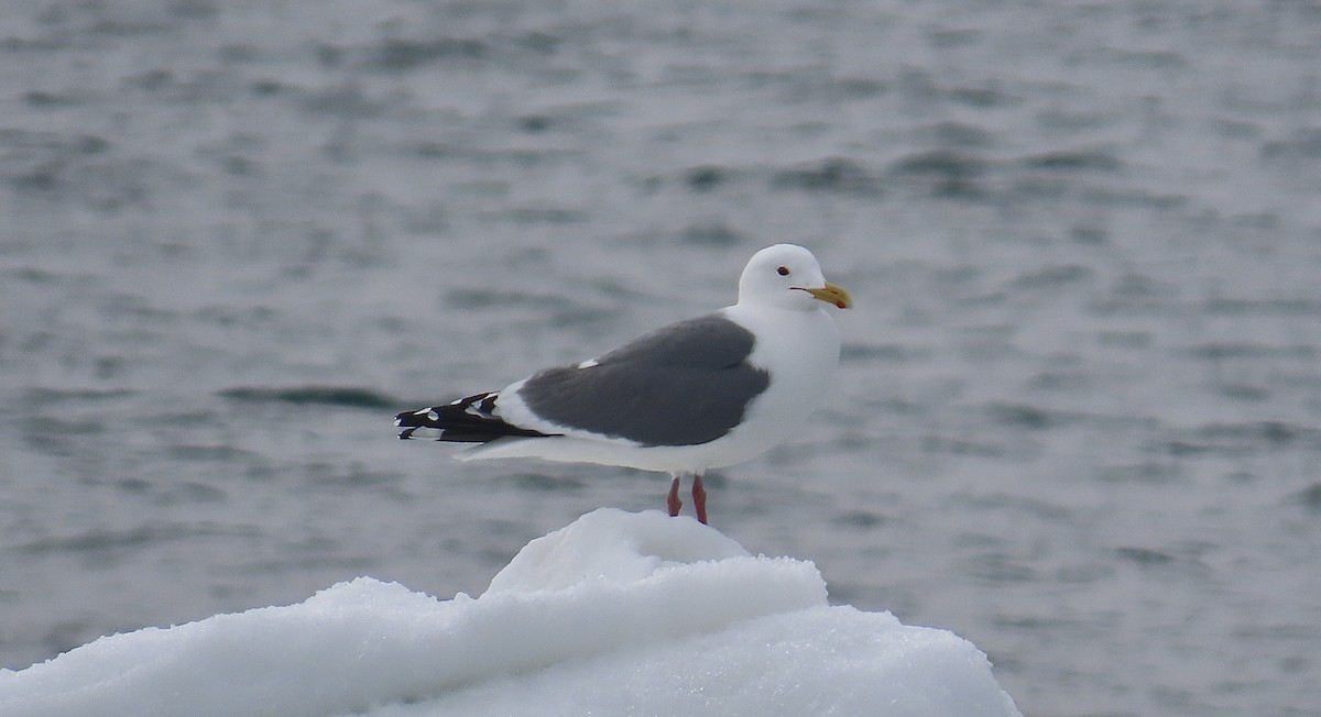 Vega Gull - ML637440809