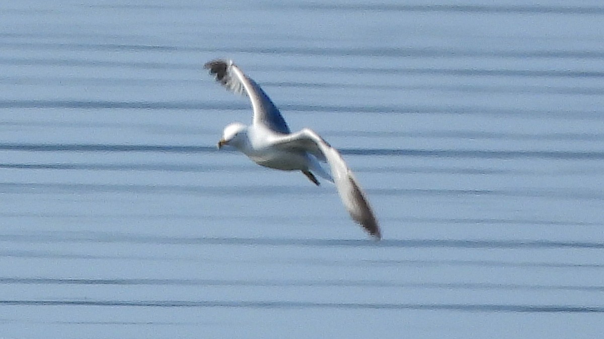 Ring-billed Gull - ML637440813
