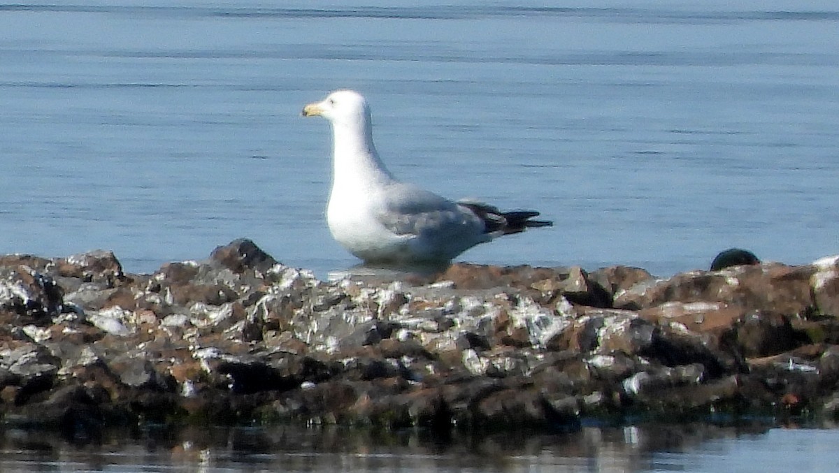 Ring-billed Gull - ML637440815