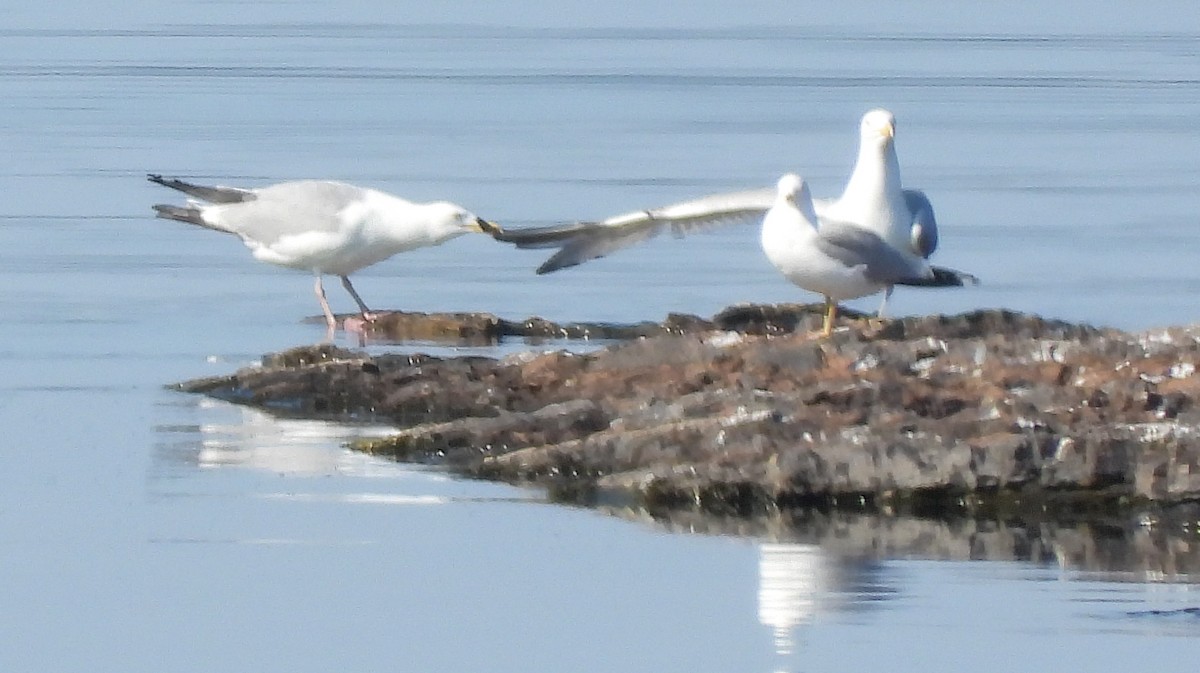 Ring-billed Gull - ML637440816