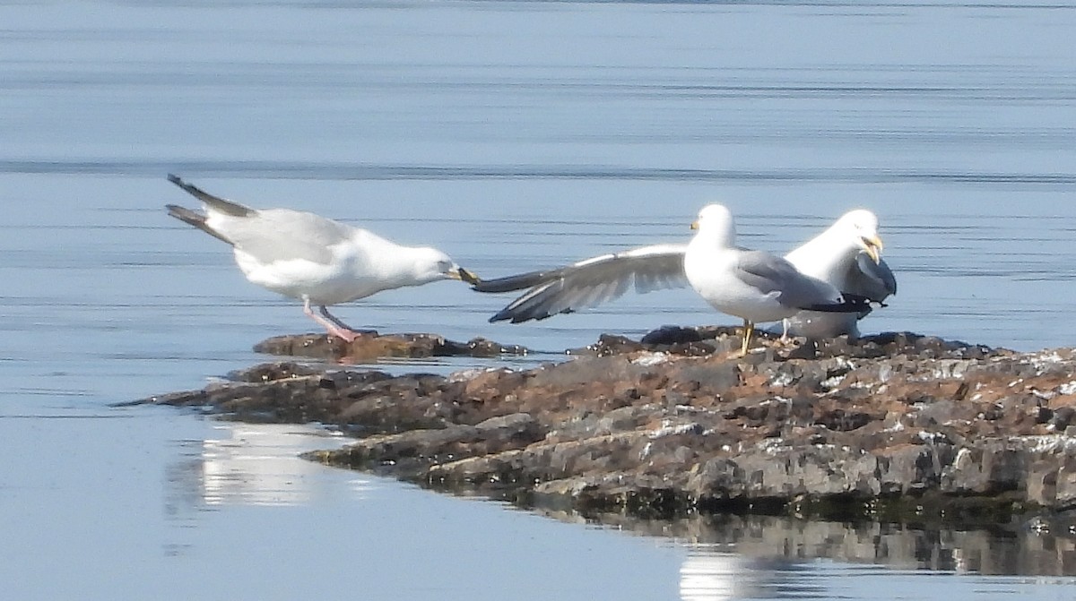 Ring-billed Gull - ML637440817