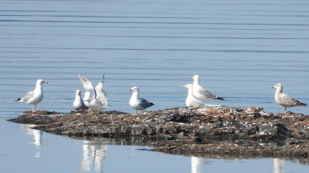 Ring-billed Gull - ML637440818