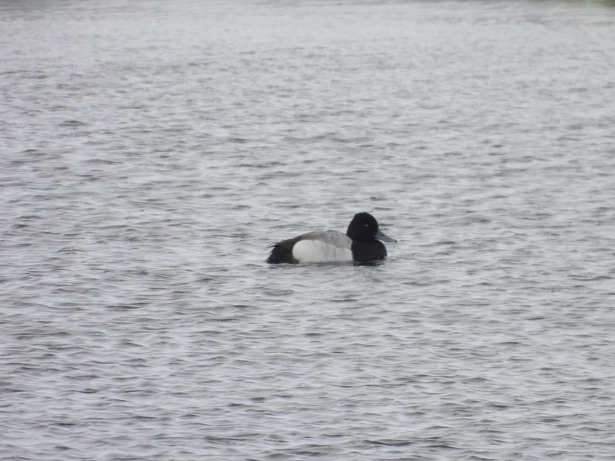 Lesser Scaup - ML637440832