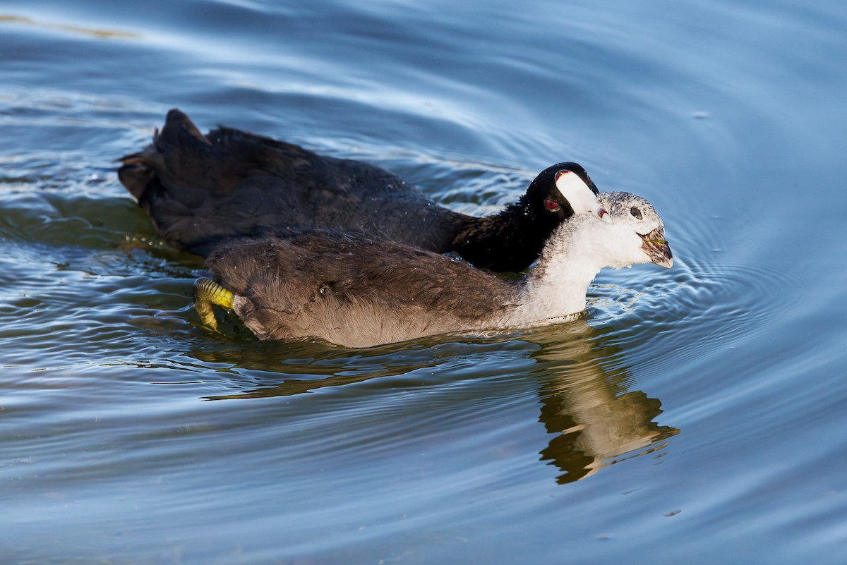 American Coot - ML637440837