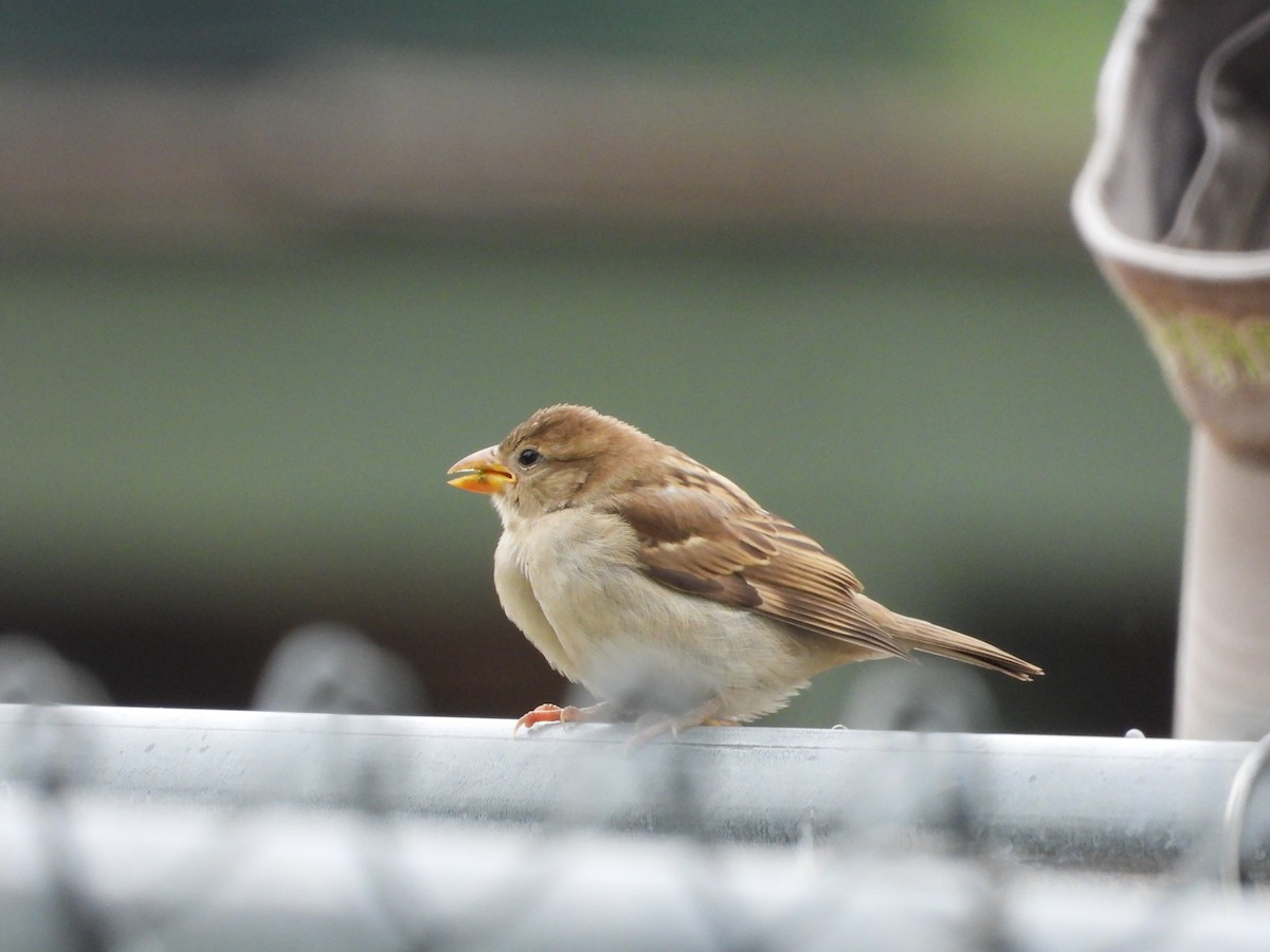 House Sparrow - ML637440848