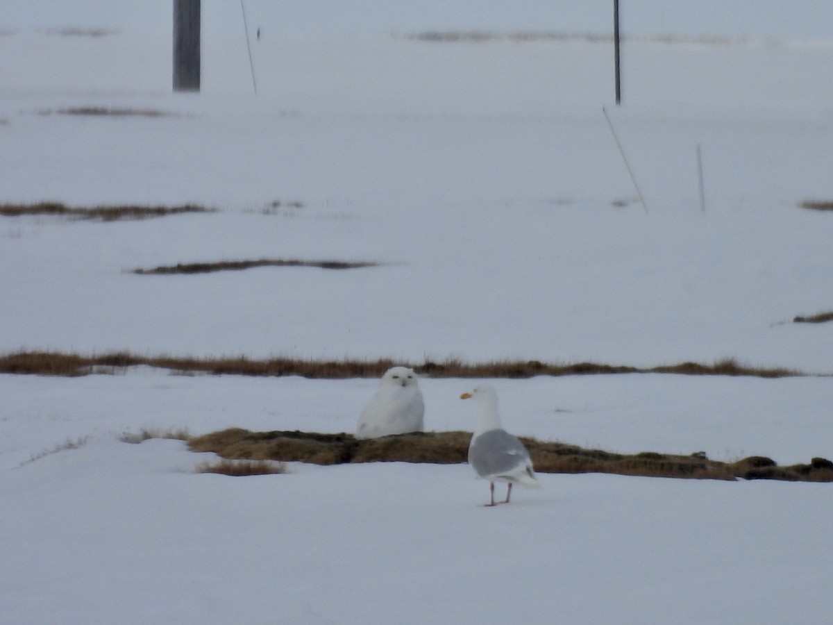 Snowy Owl - ML637440854