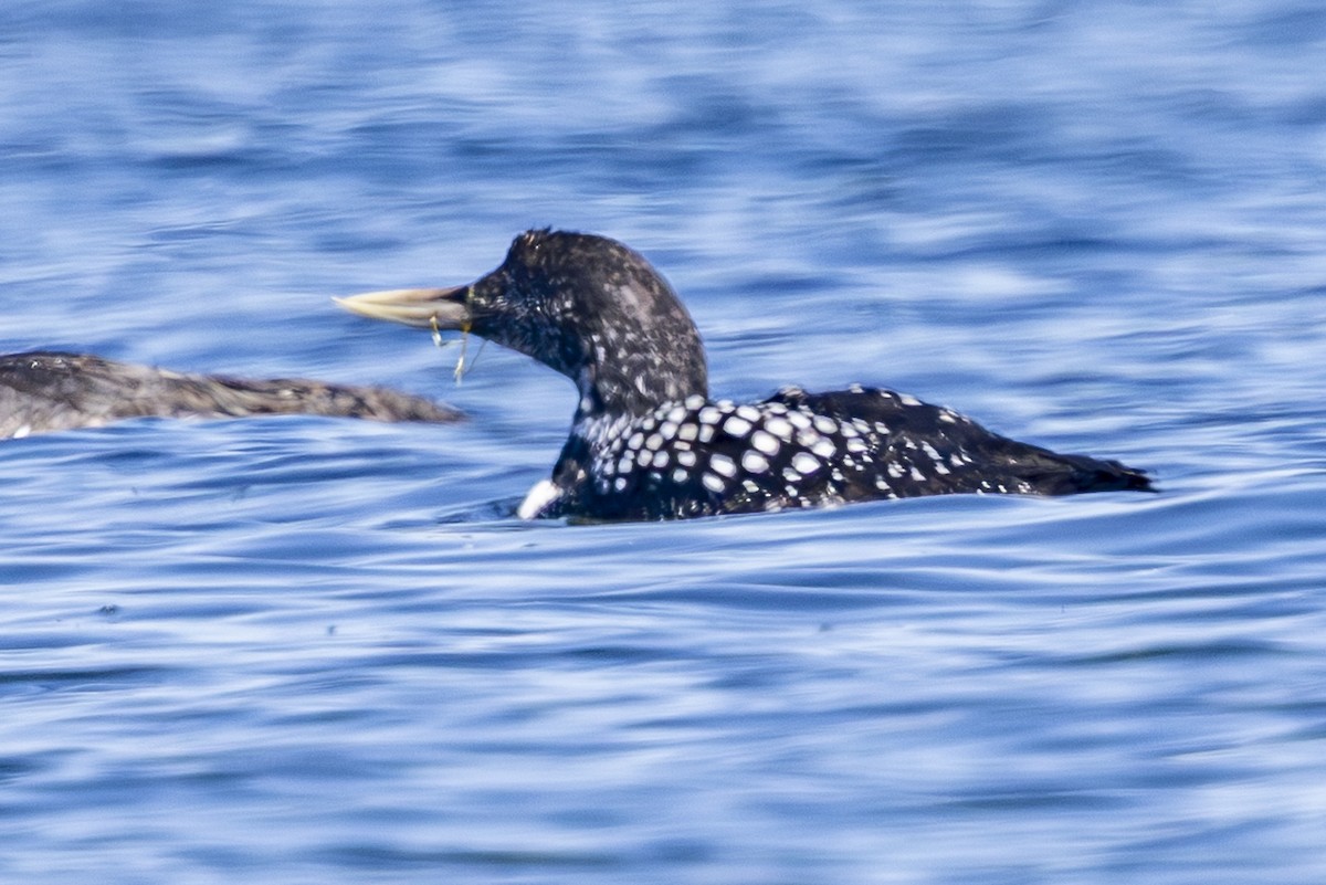 Yellow-billed Loon - ML637440875