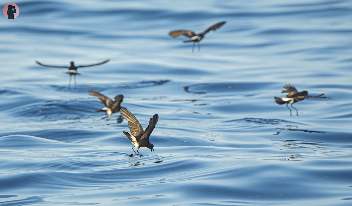 Wilson's Storm-Petrel - ML637440880