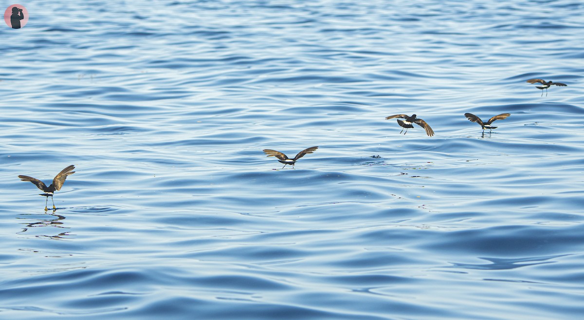 Wilson's Storm-Petrel - ML637440882