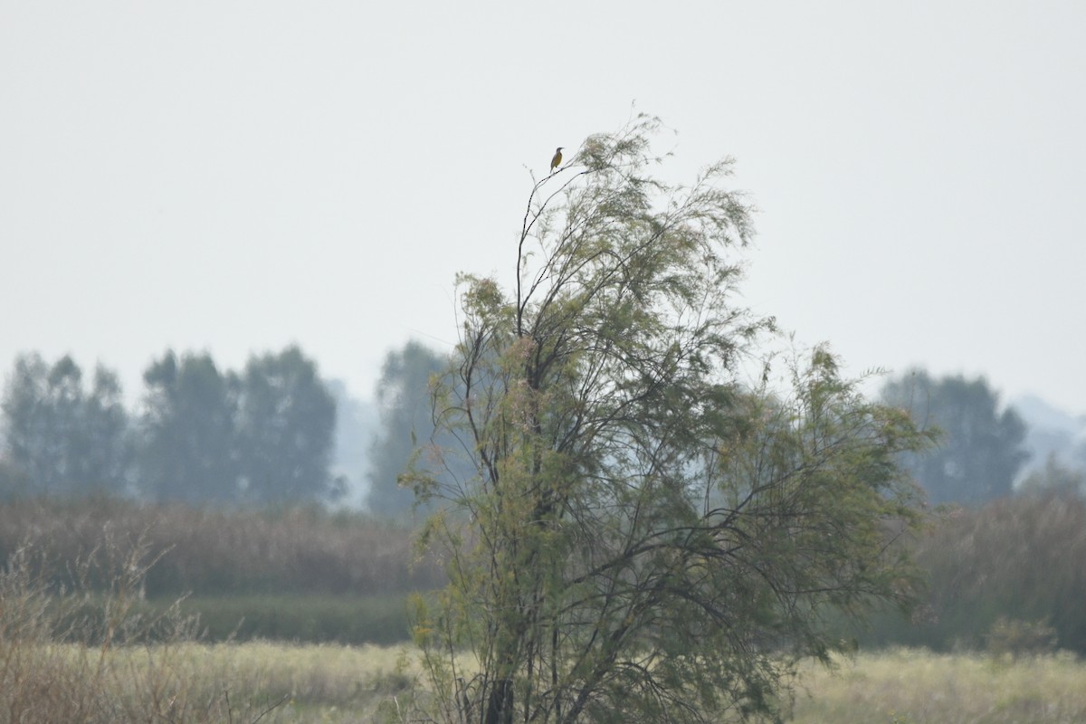 Chihuahuan Meadowlark - ML637440887