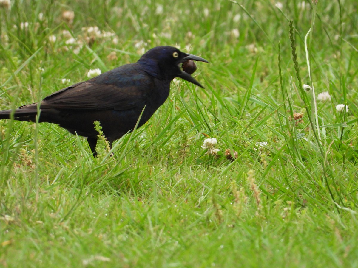 Common Grackle - ML637440888